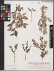 Foto von Salix aurita L. x Salix repens L.